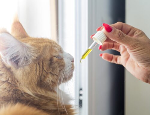 The Benefits of CBD Oil for Cats, Explained